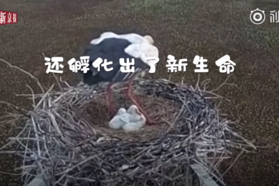 白鸛淡定孵蛋不怕火燒但要小心觸電 白鸛淡定孵蛋不怕火燒但要小心觸電