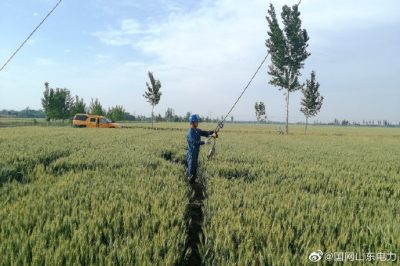 陵城供電公司開展更換拉線工作 陵城供電公司開展更換拉線工作