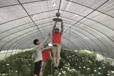 邳州市供電公司進花棚服務(wù)花農(nóng) 邳州市供電公司進花棚服務(wù)花農(nóng)