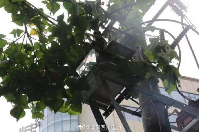 雁江供電公司修理10kV中晶二線上樹枝，變身“伐木工”