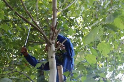 對輸配電線路開展專項(xiàng)隱患排查，集中清理低壓線路旁的超高樹木