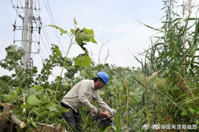 配合周山鎮(zhèn)長寧村18號配電臺區(qū)砍伐電力線旁的超高樹木 配合周山鎮(zhèn)長寧村18號配電臺區(qū)砍伐電力線旁的超高樹木