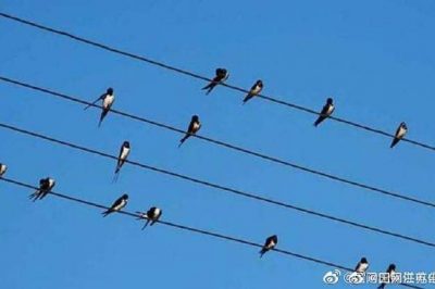 小鳥站在高壓電線上，不怕電？
