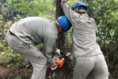 林木尖尖角，為何要砍掉？