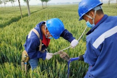 戰(zhàn)疫情 保供電#風(fēng)吹麥成浪，田間施工忙，周末不打烊，供電有保障