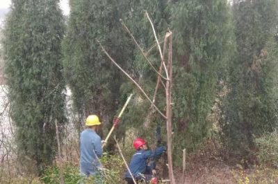 對10千伏雙樟線#0023-#0025桿段進行砍青掃障等通道治理工作