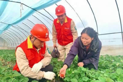 對草莓大棚用電線路、排灌設備進行檢查維護