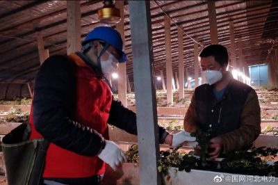 為果蔬大棚檢查供電線路、開關、照明燈具，以及水泵、卷簾機等設備